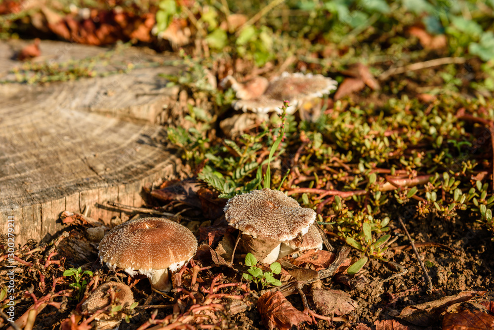 False mushrooms on an old stump in the woods False mushrooms on an old stump in the woods