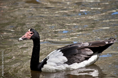 the magpie goose is swimming in the pond