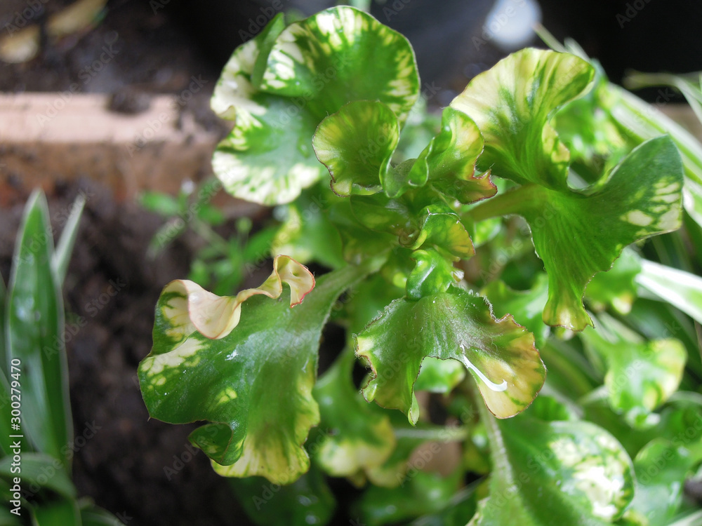 Obraz premium Leaves