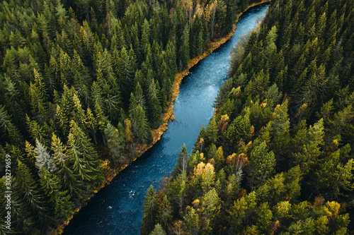Aerial view of river passing through pine forest