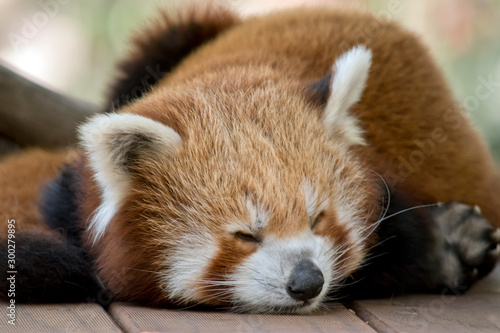Slika na platnu the red panda is sleeping