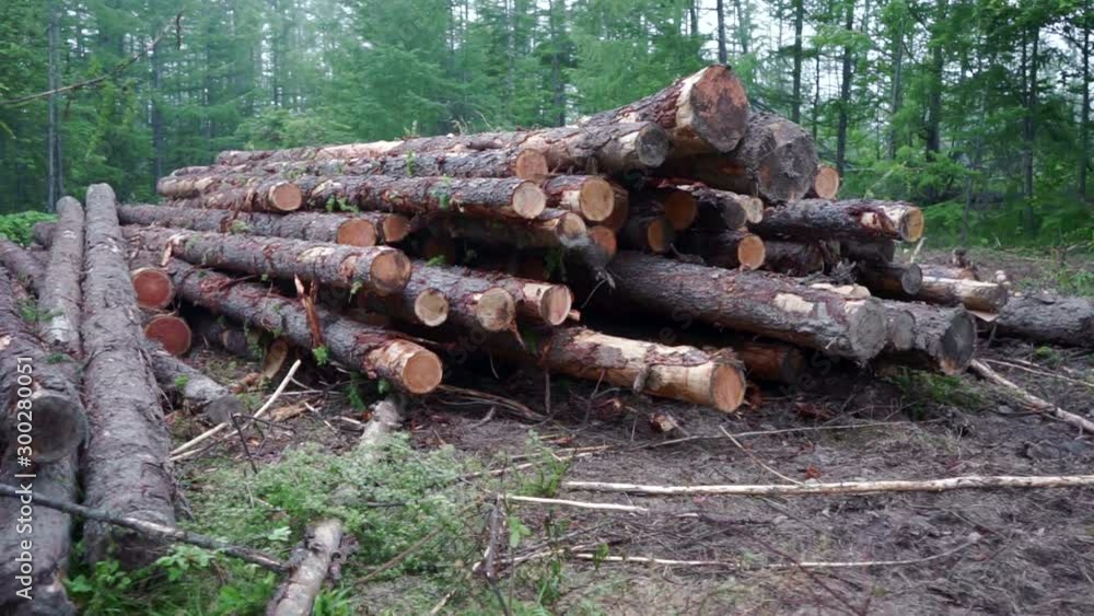 Deforestation Logging Industry Ecological Damage,Deforestation in the Forest Deforestation Logging Industry Ecological Damage,Deforestation in the Forest