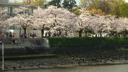 元安川沿いの桜風景 広島市 4K / Motoyasu riverside cherry blossoms in Hiroshima Peace Memorial Park, Japan. photo