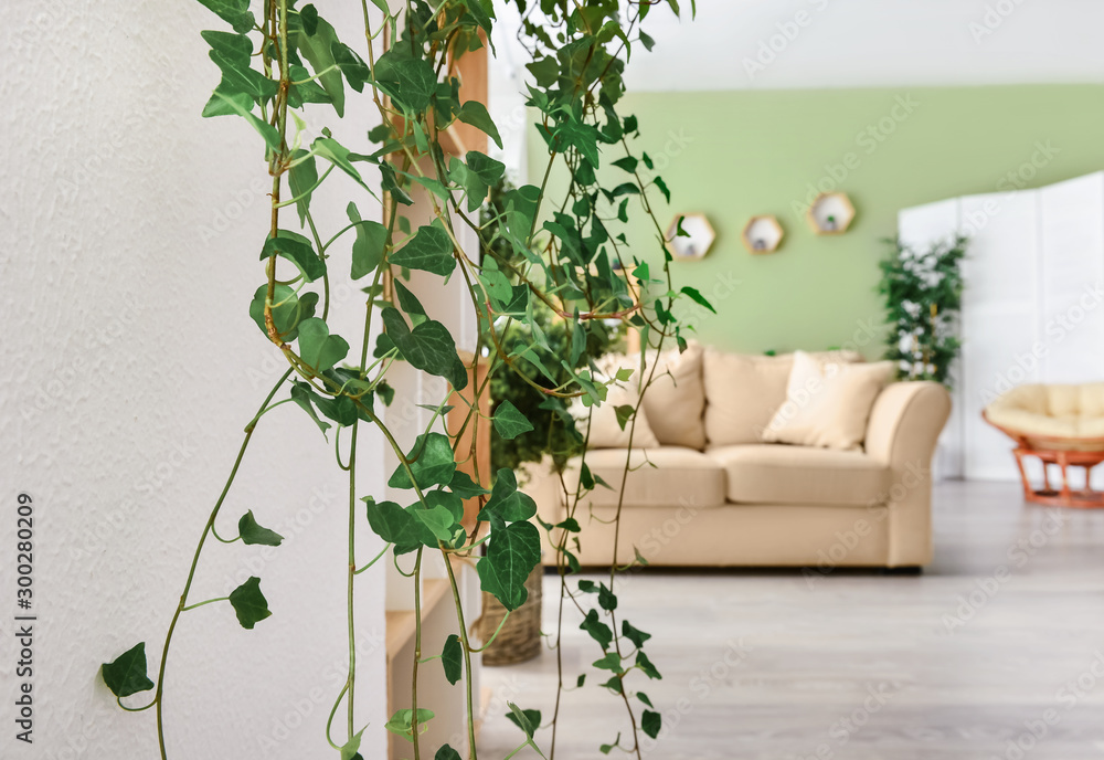 Green ivy hanging on wall in living room