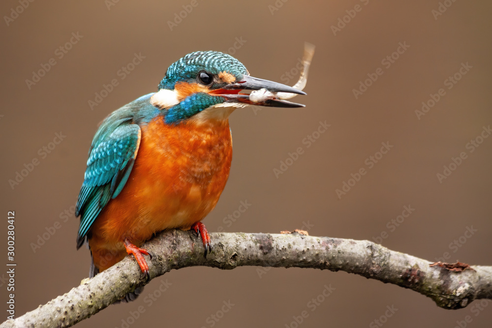 A female kingfisher, alcedo atthis, looking to the right of camera while sitting on a perch above the water and positioning the little fish she has just caught in her noticeable beak. A female kingfisher, alcedo atthis, looking to the right of camera while sitting on a perch above the water and positioning the little fish she has just caught in her noticeable beak.