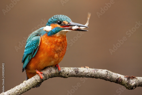 A female kingfisher, alcedo atthis, looking to the right of camera while sitting on a perch above the water and positioning the little fish she has just caught in her noticeable beak.