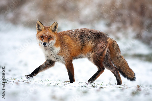 Injured red fox, vulpes vulpes, passing by on in a polar landscape with snow in wintertime. Wounded wild mammal predator running in freezing weather. Carnivore seeking prey in wintry scenery.