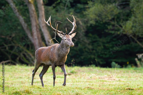 Majestic red deer  cervus elaphus  stag passing in refreshing nature scenery with copy space. Wild animal covered with mud walking on a glade.