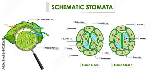 Diagram showing schematic stomata