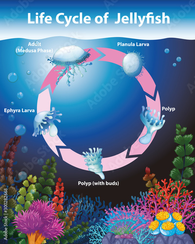 Diagram showing life cycle of jellyfish