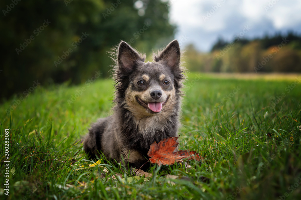 Portrait Hund vor Bäumen im gras im herbst 