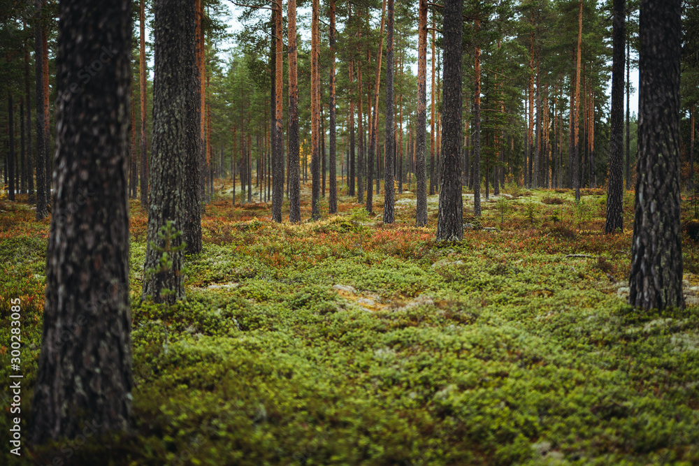 Autumn forest Autumn forest