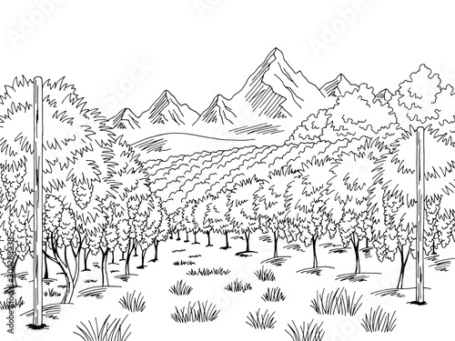 Vineyard graphic black white landscape sketch illustration vector