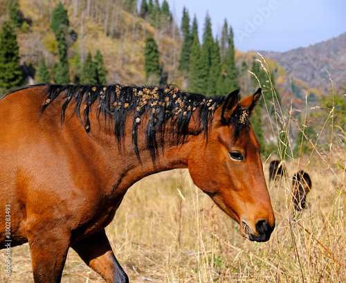 Fotografie, Obraz Funny portrait of a horse with thorns on his head and mane on the mountain pastu