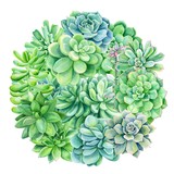 Watercolor succulents, cacti on a white background, beautiful plants, floral design, Floral background with succulent
