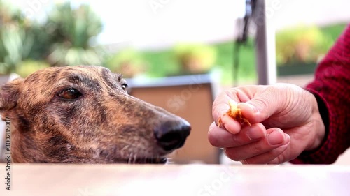 Female Spanish Greyhound Galgo dog eating from a human hand near a table