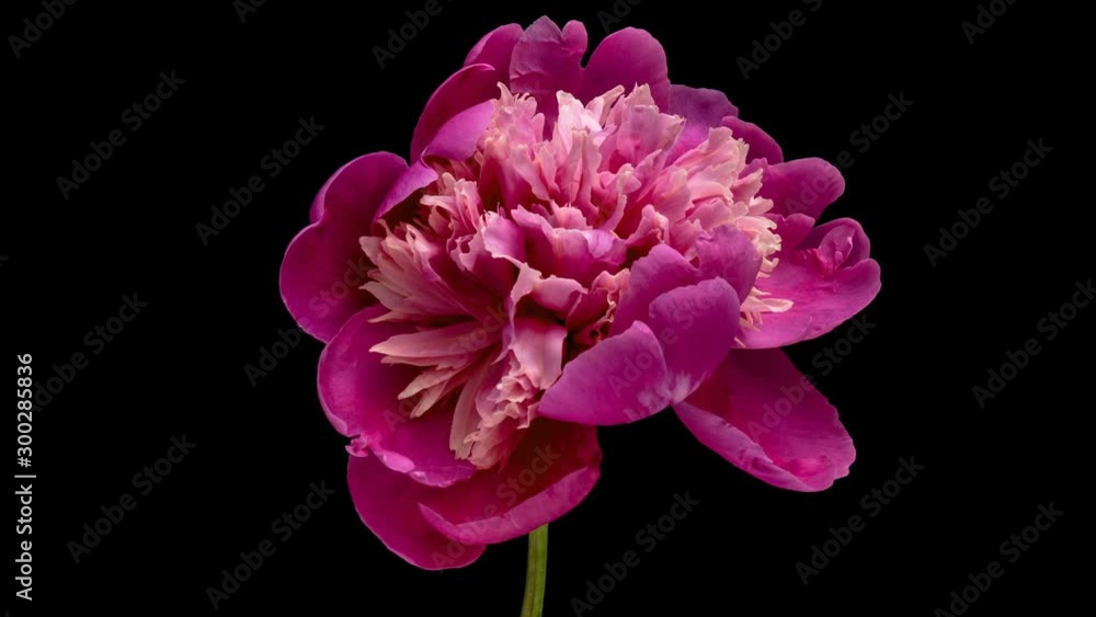 A beautiful pink peony blooms on a black background A beautiful pink peony blooms on a black background