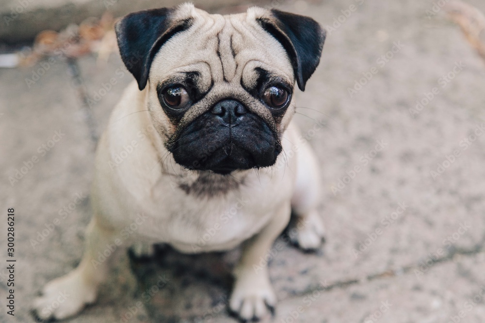 pug on a white background pug on a white background