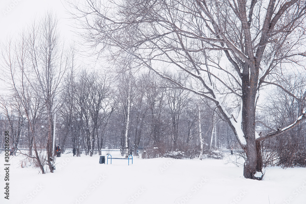 Fototapeta premium Winter forest landscape. Tall trees under snow cover. January frosty day in the park.