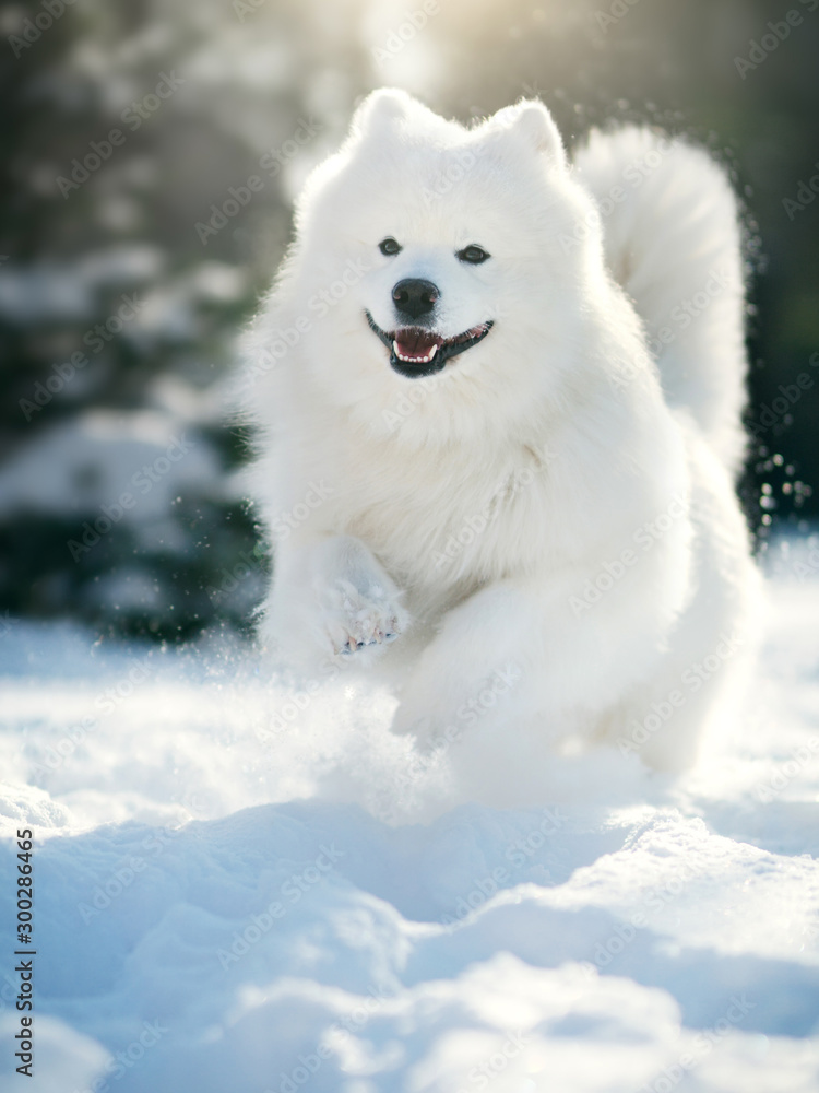 Samoyed Dog in winter Samoyed Dog in winter