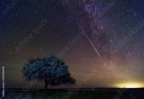 Lonely tree and meteors in the summer night sky