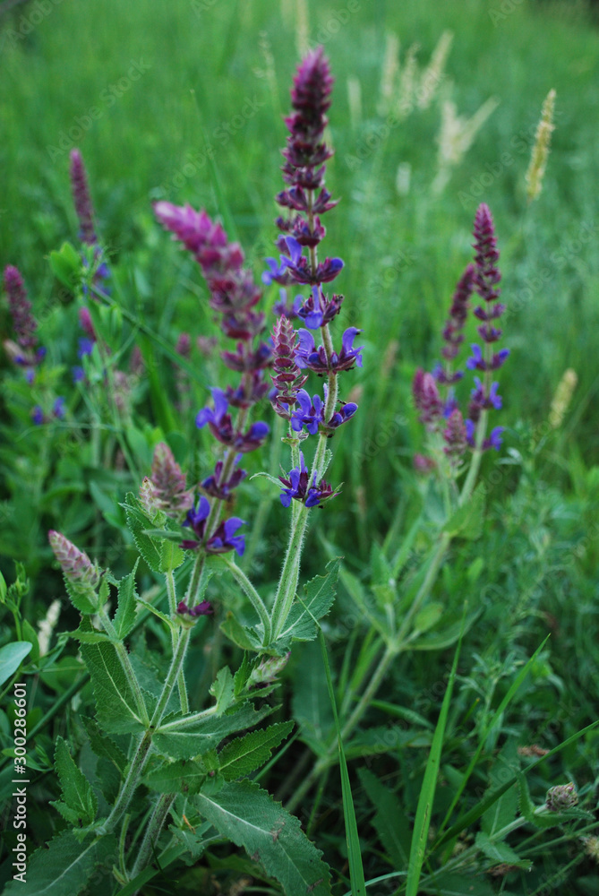 Purple violet sage in bloom on a green grass wild field. Nature background, wallpaper for home and office, copy cpace. Purple violet sage in bloom on a green grass wild field. Nature background, wallpaper for home and office, copy cpace.