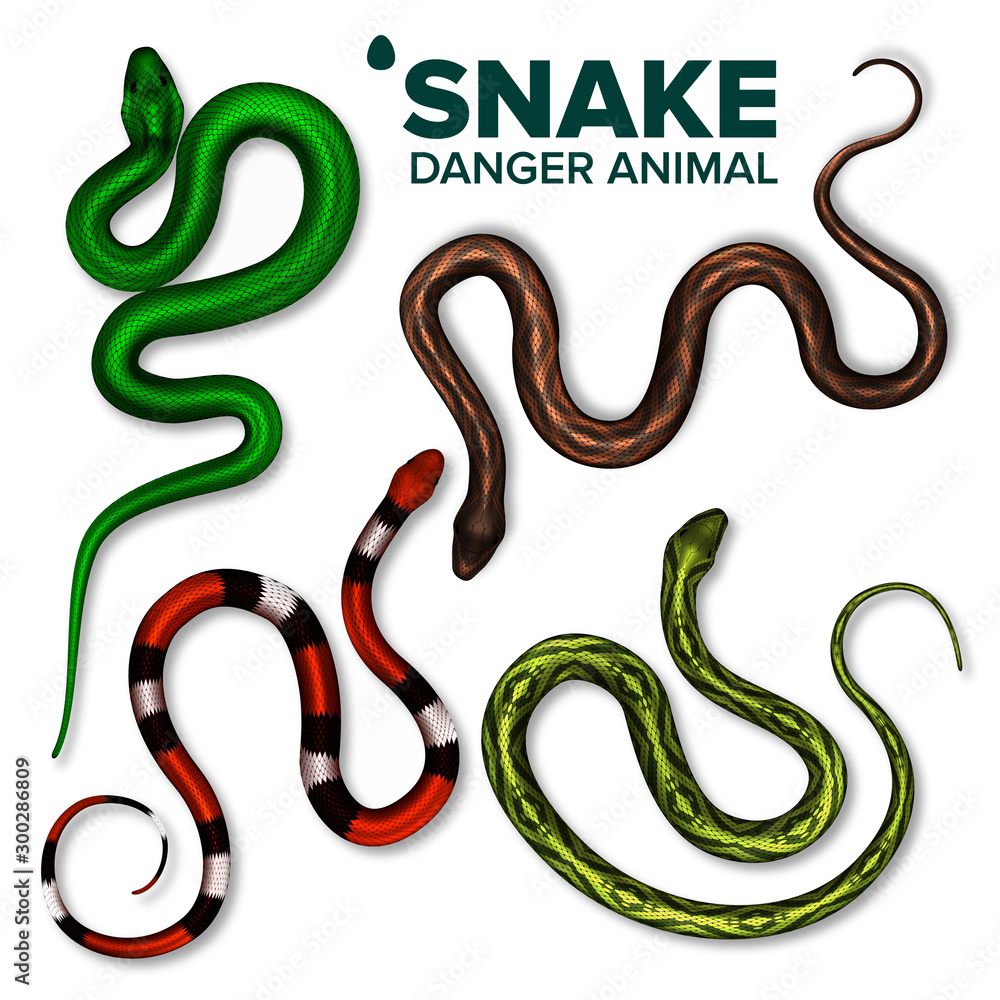 Snake Collection Of Wild Danger Animal Set Vector Top View. Brightly  Multicolored Skin Snake. Crawling Dangerous Venomous Viper. Deadly Tropical  Serpent Wildlife Realistic 3d Illustrations Stock Vector | Adobe Stock