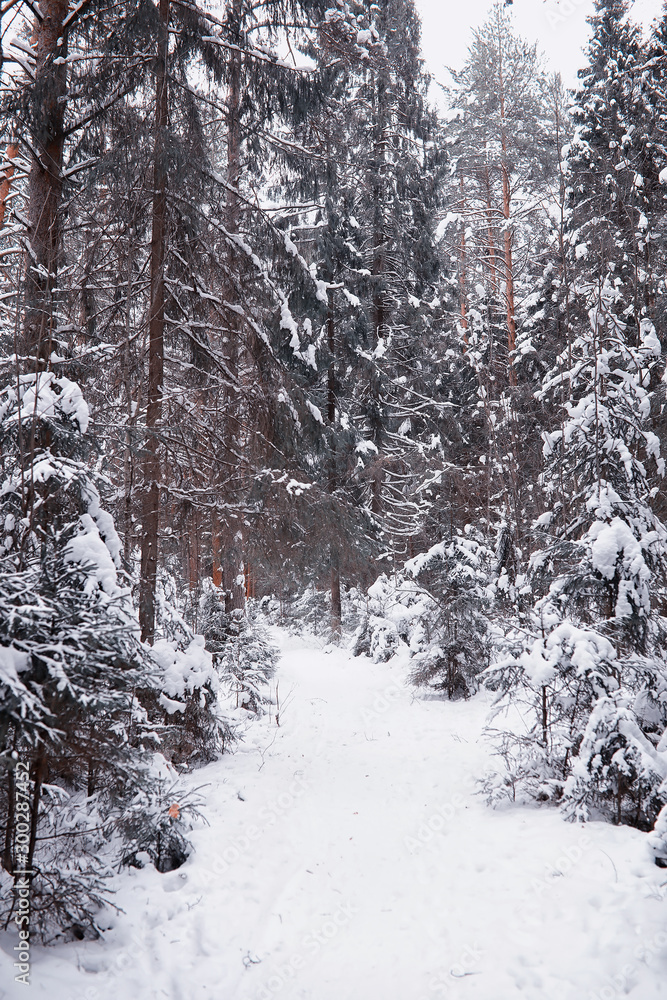 Fototapeta premium Winter forest landscape. Tall trees under snow cover. January frosty day in the park.