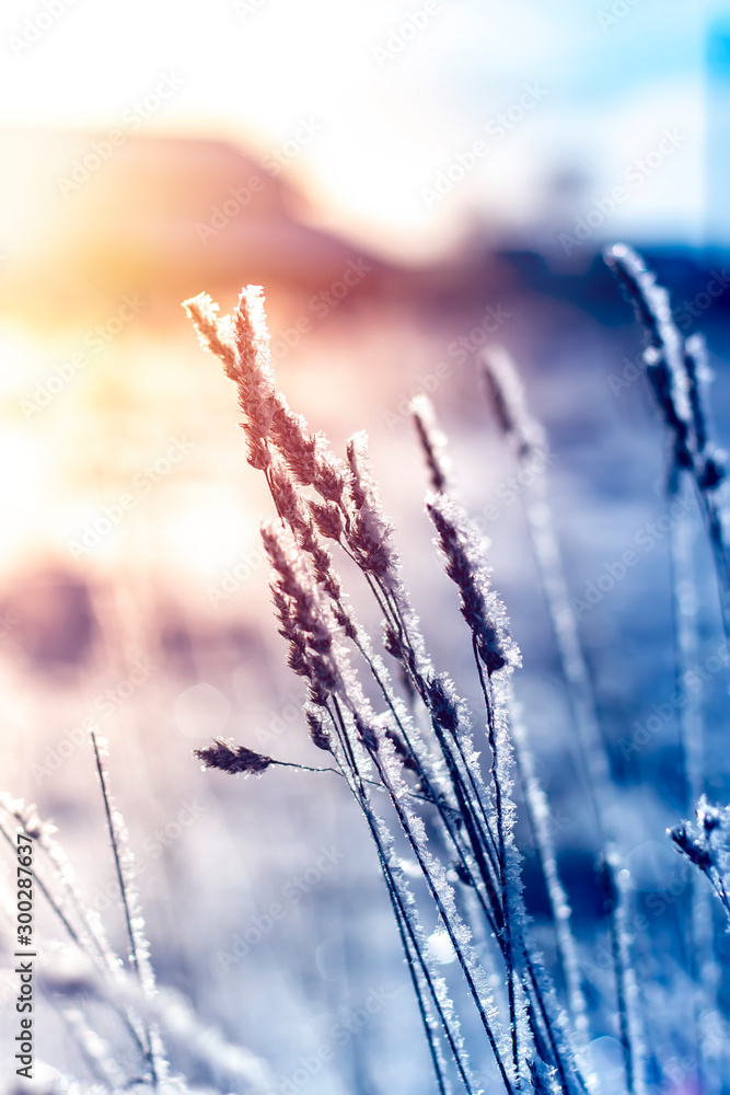 Winter landscape grass in frost on a snowy field at sunrise.