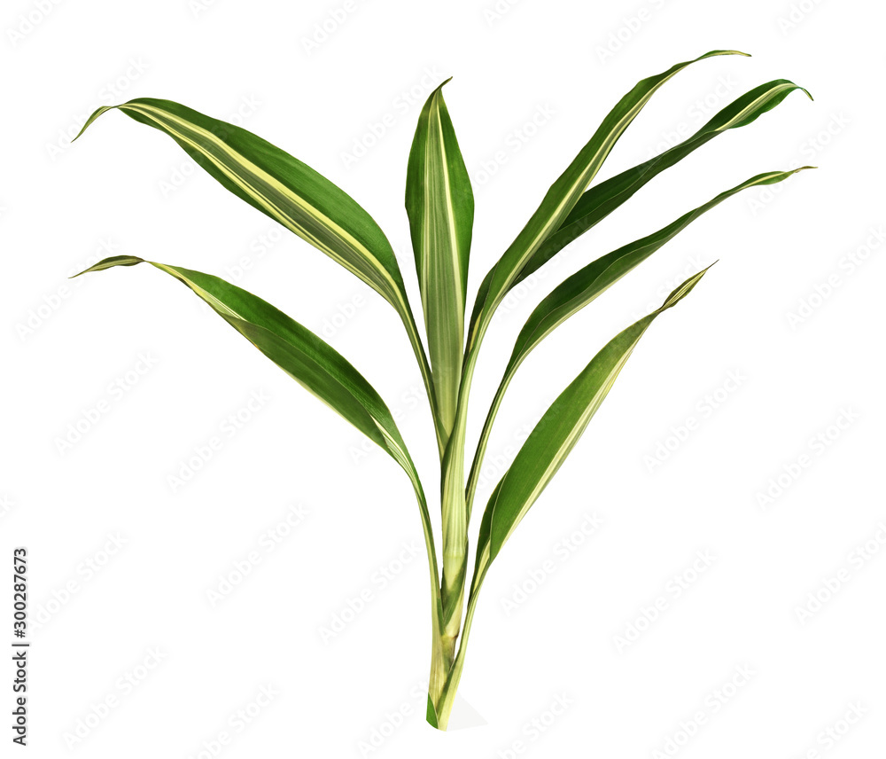 Obraz premium Closeup of aspidistra green striped leaves