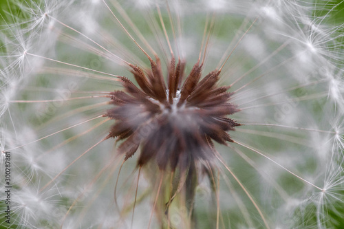 Beautiful dandelion flower close up on blurred background. Macro shot of summer nature scene. 