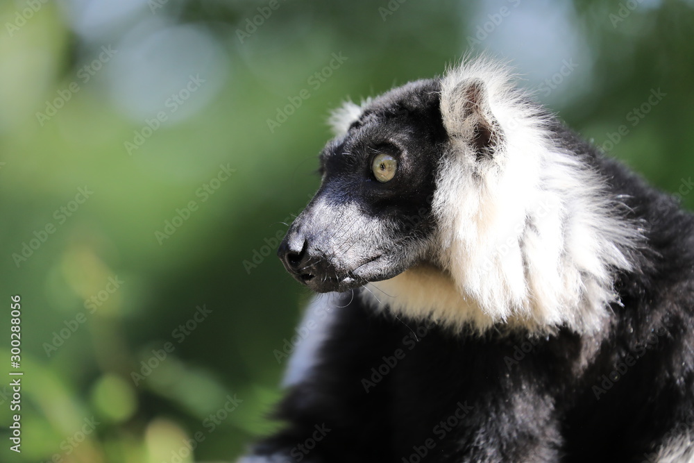Fototapeta premium Lemur catta, Katta Portrait vor Waldhintergrund