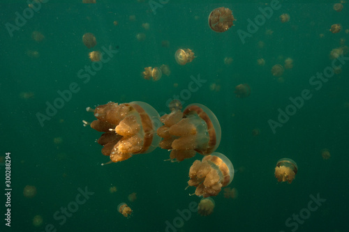 Amazing Jellyfish lake. Kakaban Island in the Sulwaesi Sea, East Kalimantan, Indonesia