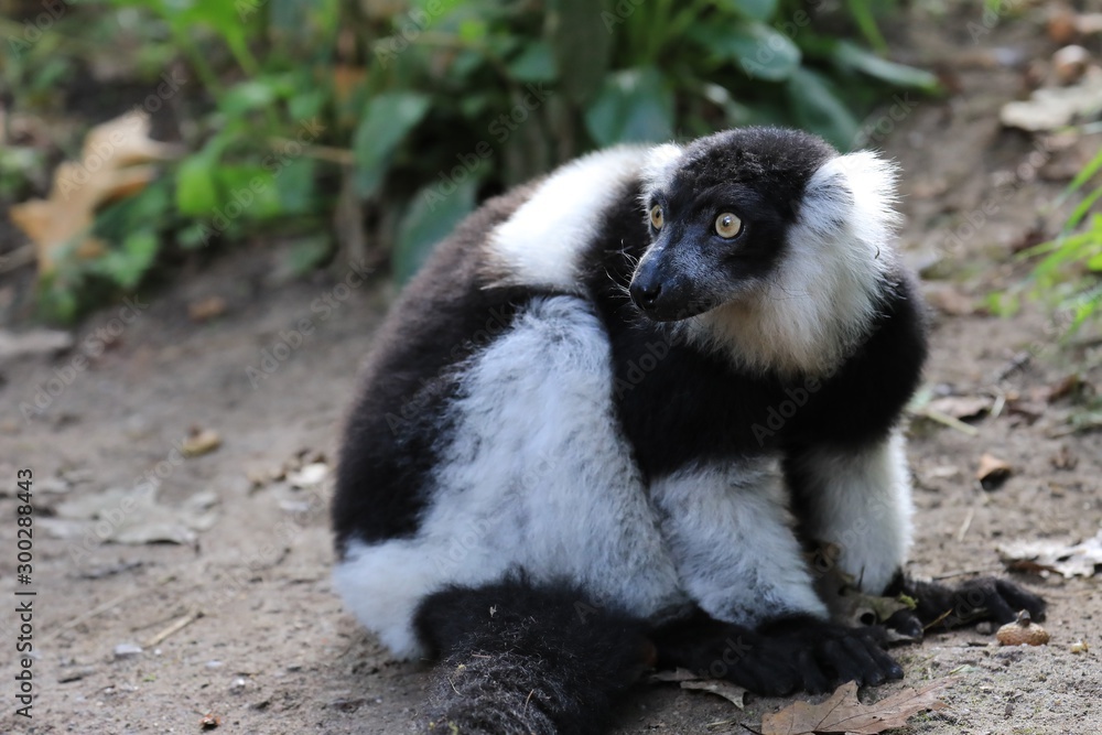 Fototapeta premium Sitzender Katta, Lemur catta