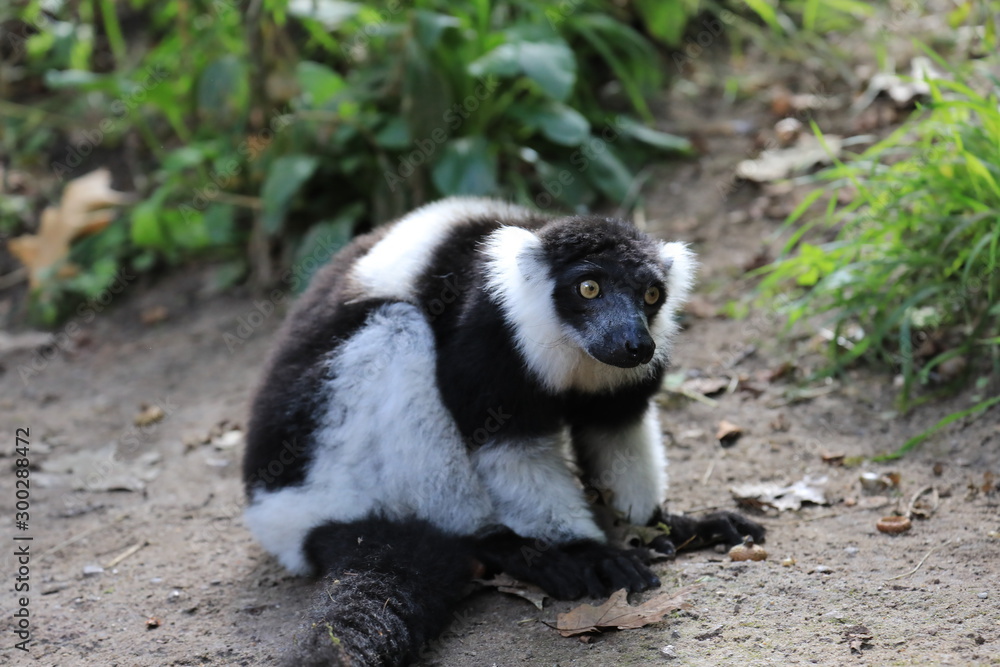 Fototapeta premium Katta auf dem Boden sitzend, Lemur catta
