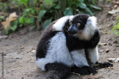 Sitzender Katta, Lemur catta