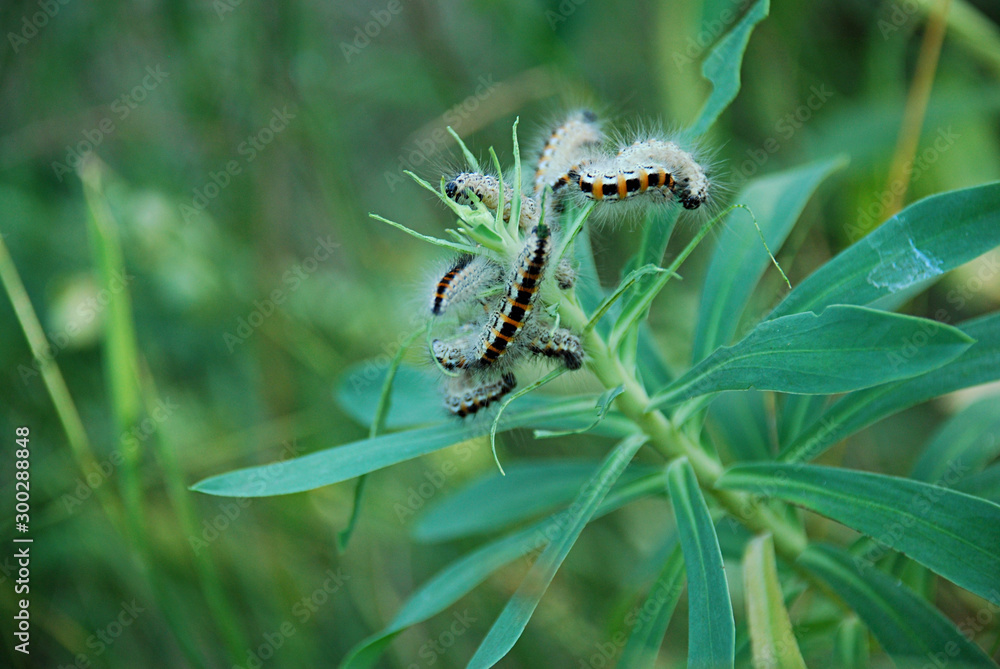 Caterpillars of butterfly Acronicta rumicis (the Knot grass). They tend to be about 40 mm long and have dark brown bodies with white spots along both sides of the body and red spots along the back. Caterpillars of butterfly Acronicta rumicis (the Knot grass). They tend to be about 40 mm long and have dark brown bodies with white spots along both sides of the body and red spots along the back.