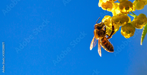 Honey bee collecting the nectar from yellow flowers barberry in the garden on background of blue sky. Nature in spring. 