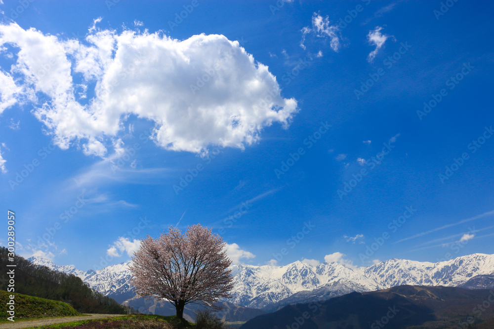 快晴の青空に浮かぶ弾丸雲と北アルプスをバックに満開の1本桜（野平の桜）