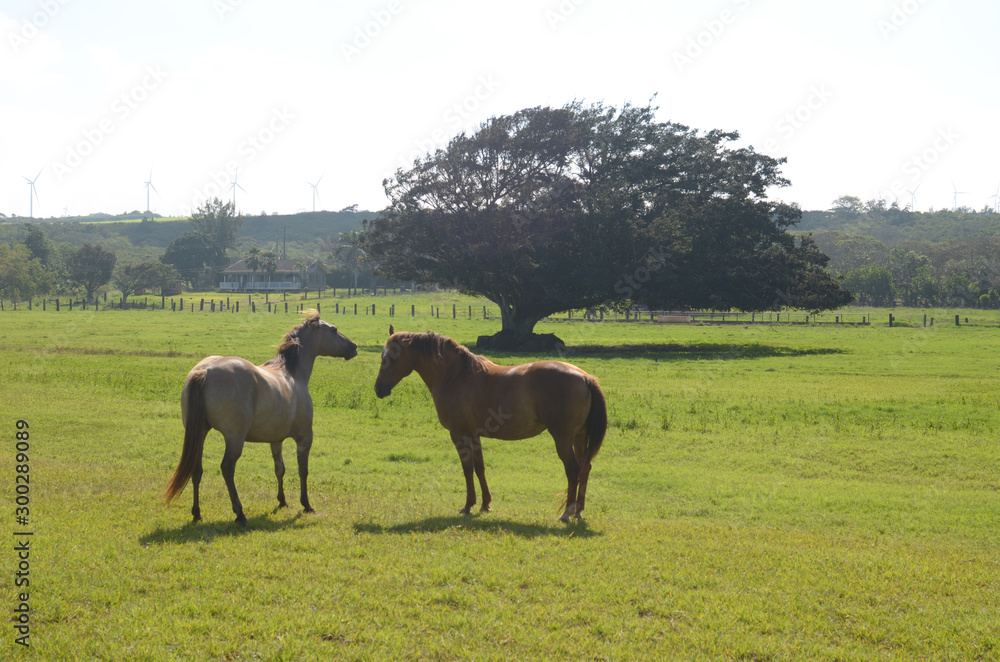 Fototapeta premium 馬達
