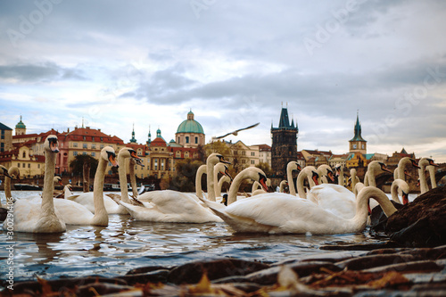 PRAGUE,CZECH REPUBLIC/ 01 November 2019: Lot of swans swimming near Legii bridge in Prague. Popular tourist attraction