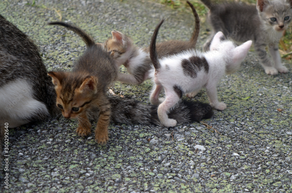 Fototapeta premium 沖縄で出会った子猫