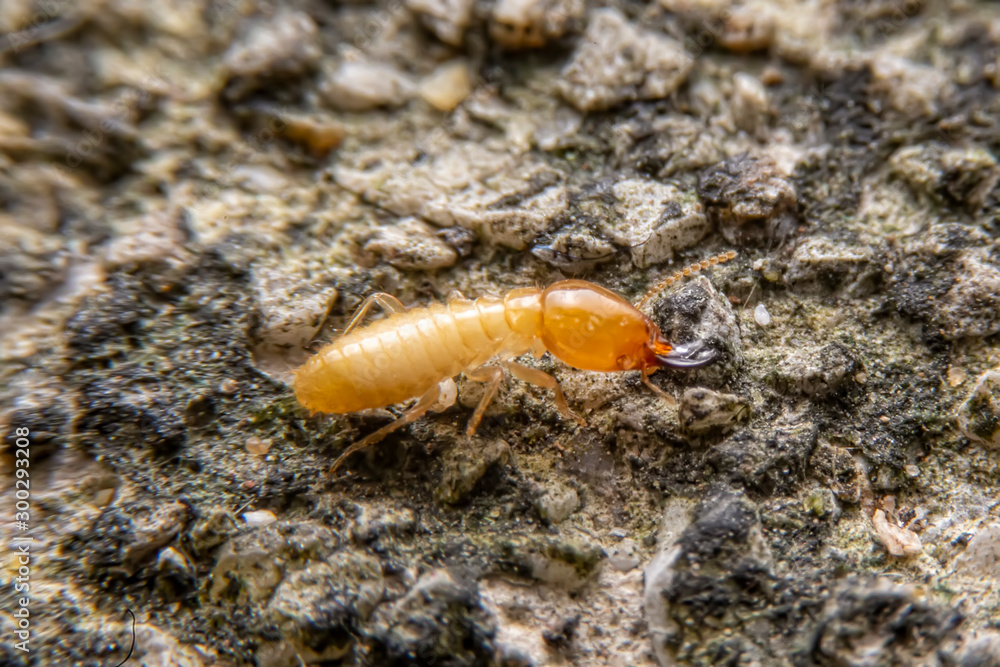 The small termite on decaying timber. The termite on the ground is searching for food to feed the larvae in the cavity. The small termite on decaying timber. The termite on the ground is searching for food to feed the larvae in the cavity.