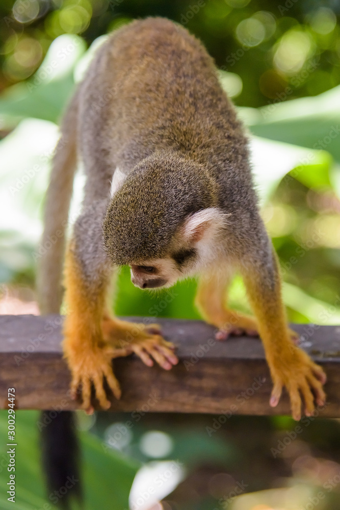 Obraz premium squirrel monkey in the park