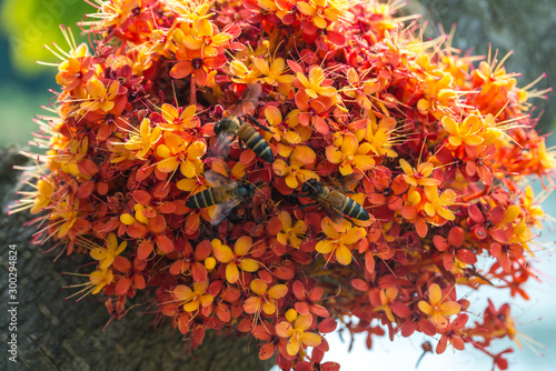 Saraca L tree with bees hovering in daytime summer
