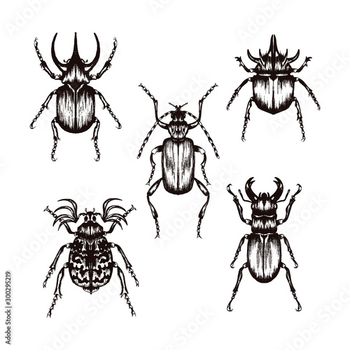 Highly Detailed Insects Sketches. Hand Drawn Beetles Vector Set