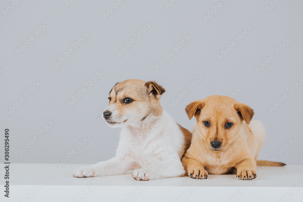 Small puppies resting in a bed in the studio. Small puppies resting in a bed in the studio.