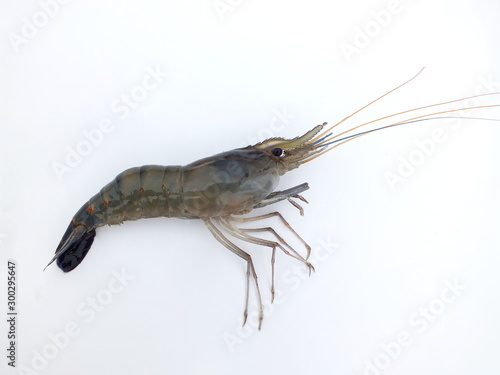 Shrimp,freshwater prawn,(Macrobrachium rosenbergii,dacqueti ) on white background.