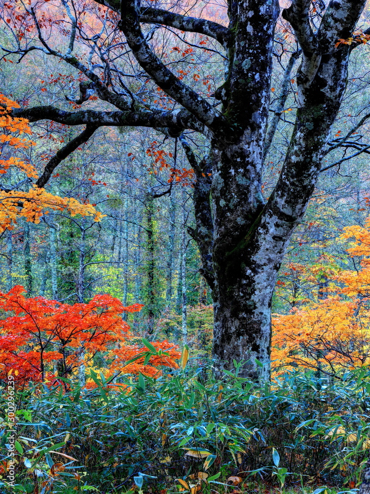 白池森林公園の紅葉