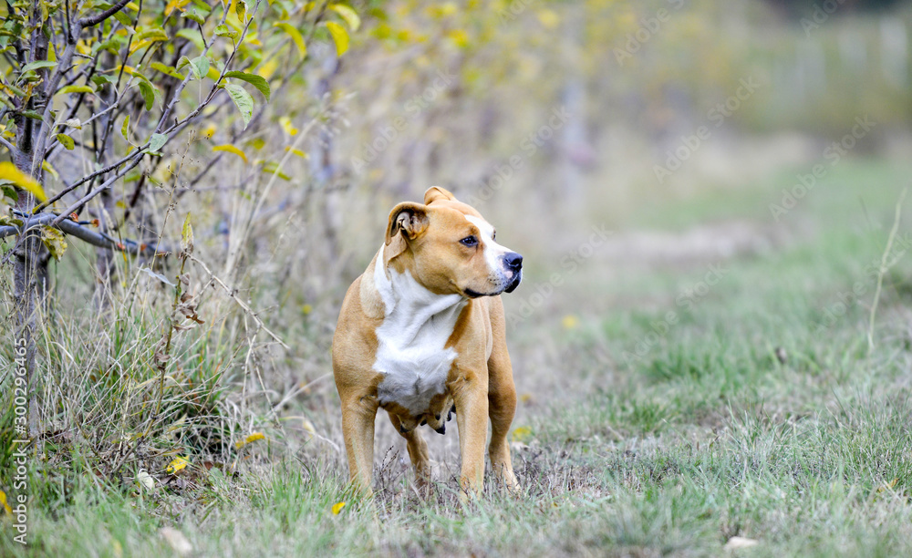 American Staffordshire Terrier pictured in nature